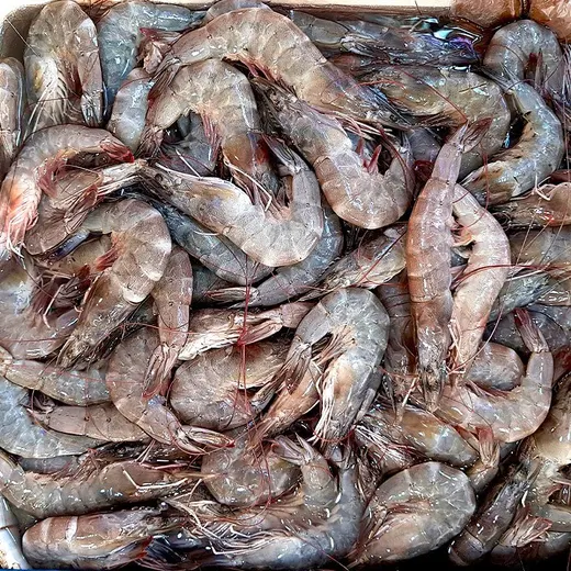 Grey prawns