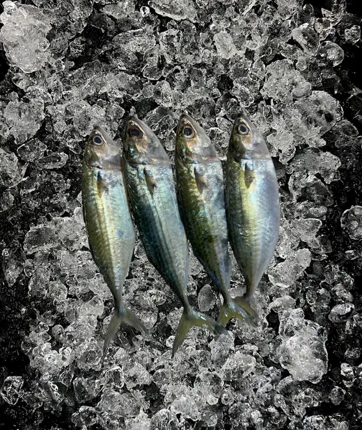 Kembong mackerel on ice