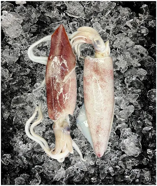 Squid on ice