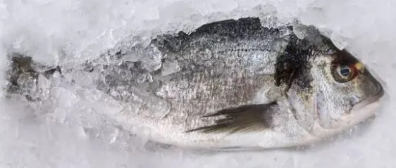 A whole fresh fish on ice